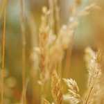 Síntese Econômica – Março 2016